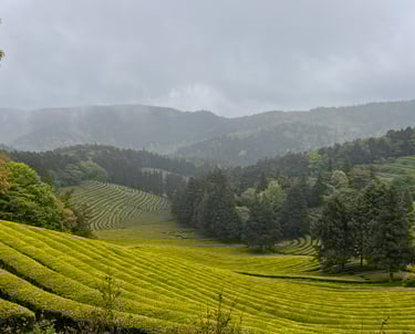 Boseong tea fields