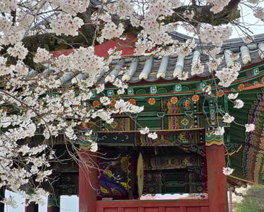 Fortress gate tower with cherry blossoms