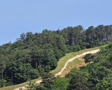 Naseong City Wall as it curves behind a wooded area