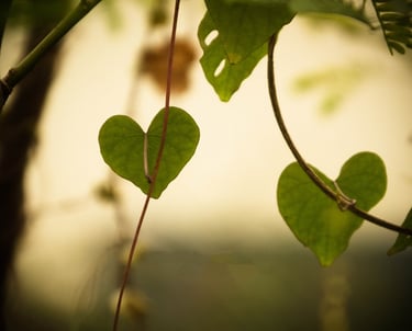 herzfoermige Blätter am Baum zur Trauerfeier Berlin