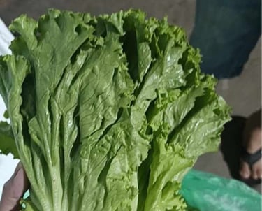 Xà lách xoăn giá sỉ