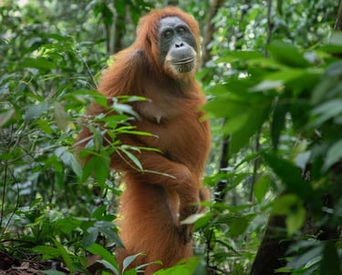Bukit lawang Sumatra Orangutan Services