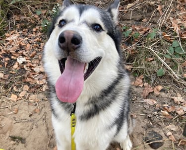 a dog with their dog walkers in harrogate