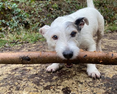 a dog with their one of their dog walkers in harrogate
