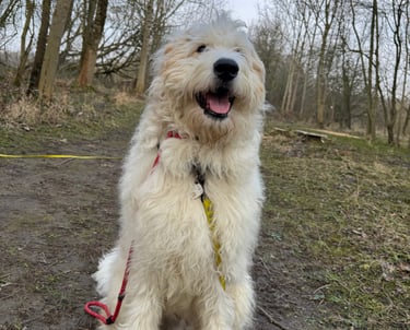 a dog on a dog walk in harrogate with a dog walker in harrogate