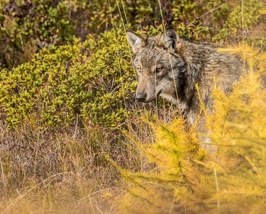Un loup photographié à l'état sauvage en France par Corentin Esmieu