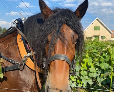Cheval du domaine