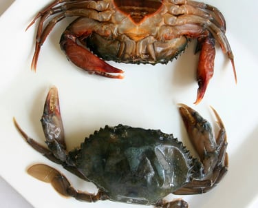 soft-shell crabs
