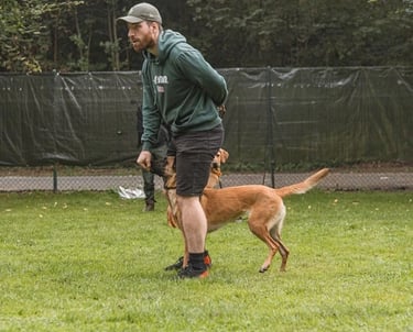 Hundetrainer Rene Pahlke beim Training mit einem Hund auf einer Wiese, konzentriert bei der Arbeit