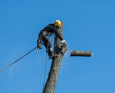 Large Tree Removal
