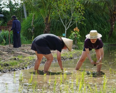 Rice Planting. Bali Agritours - Organic Farming & Farm Cooking