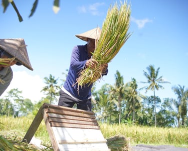 Bali rice farming