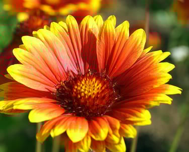 gaillarde