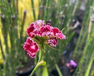 oeillet de poète rose