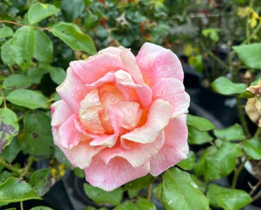 rose de France rose pâle