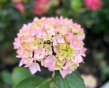 hortensias