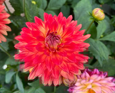 dahlia rouge