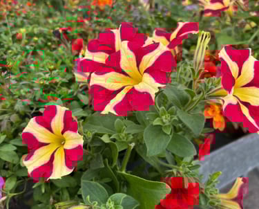 pétunia rouge et jaune