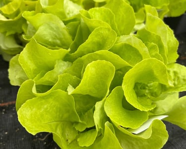 plants de laitue cultivee