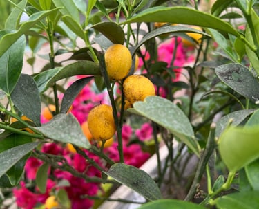 citronnier