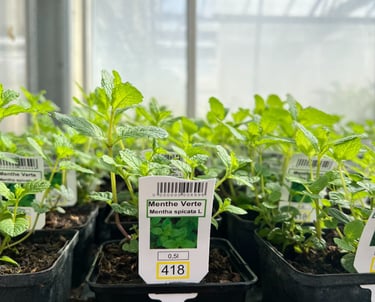 plants de menthe verte en pots