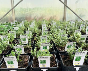 plants de thym citron en pots