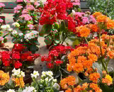 kalanchoé de blossfeld en pot