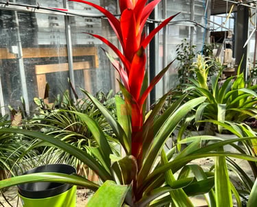 broméliacée en pot dans une jardinerie