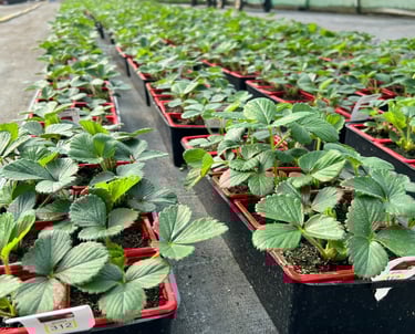 rangs de plants de fraises dans une serre de jardinerie