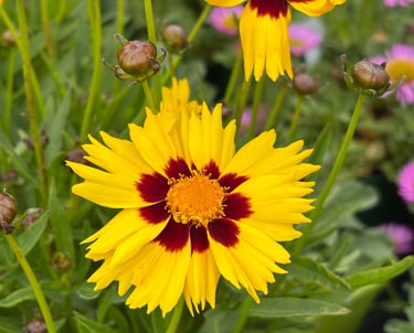 coreopside à grandes fleurs jaune