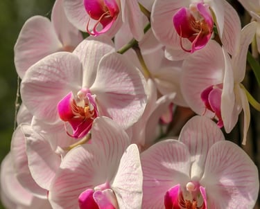 orchidées rose pâle