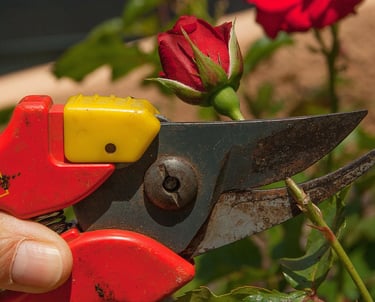 sécateur de jardinage