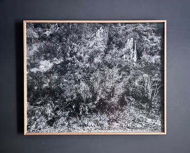 Photo noir et blanc, forêt, Pierre Thoretton