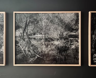 Photo noir et blanc, forêt, Pierre Thoretton