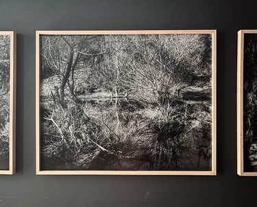 Photo noir et blanc, forêt, Pierre Thoretton