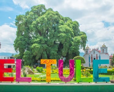 el tule