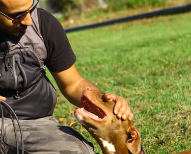 Dog focused on trainer during advanced obedience training in Tampa FL