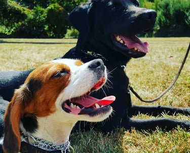 Beagle and black Labrador relaxing at Dynamic K9 dog boarding in Tampa, FL.