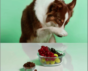Dog looking at grapes, chocolate and onions—food toxic to dogs.