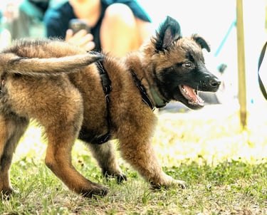 Belgian Malinois puppy in supervised tug play at Dynamic K9 dog boarding in Tampa, FL.