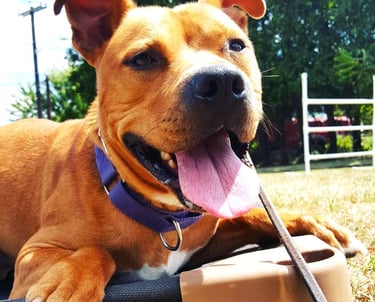 Pit bull relaxing during obedience training in Tampa FL