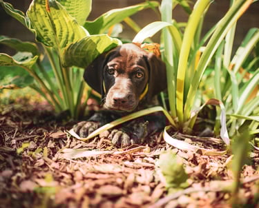 Puppy hiding among garden plants, a reminder of toxic plant risks for dogs.