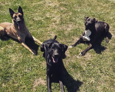 Three dogs lying calmly on grass during obedience training in Tampa, FL.