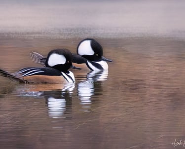 Hooded Mergansers