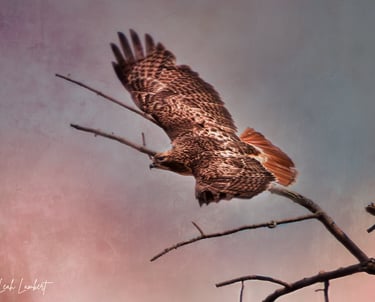 Red Tail Hawk