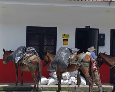 Cajamarca-Logistica-Campesina-Transporte-Carga-Mulas-Sacos-Tradicion