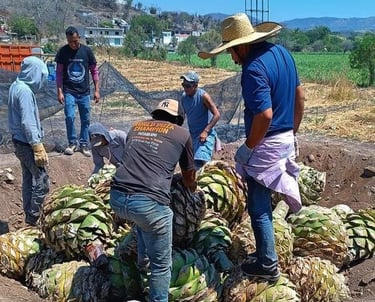 proceso artesanal familiar de la elaboracion de mezcal artesanal tlaixiuri