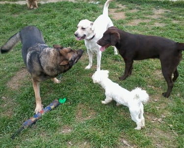 socializando nuestros perros