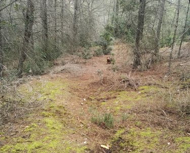 Paseos por la montaña con perros