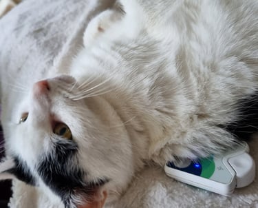 A fluffy white cat with black spots relaxes on a soft blanket next to a small white electronic device.